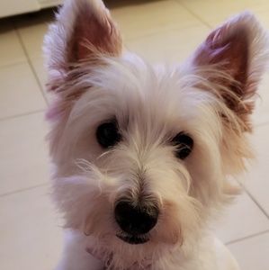 Meet your Posher, Rhaisa